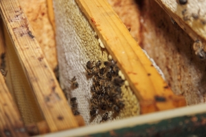 Kontrollblick in den Honigraum